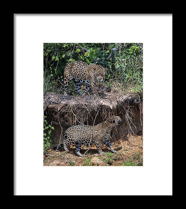 Jaguar Framed Print featuring the photograph Two to Tango by Wade Aiken