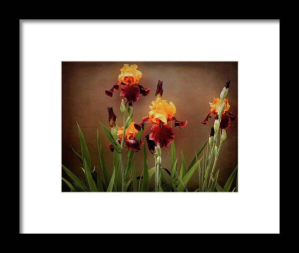 Bearded Iris Framed Print featuring the photograph Two Toned Bearded Iris by Leslie Montgomery