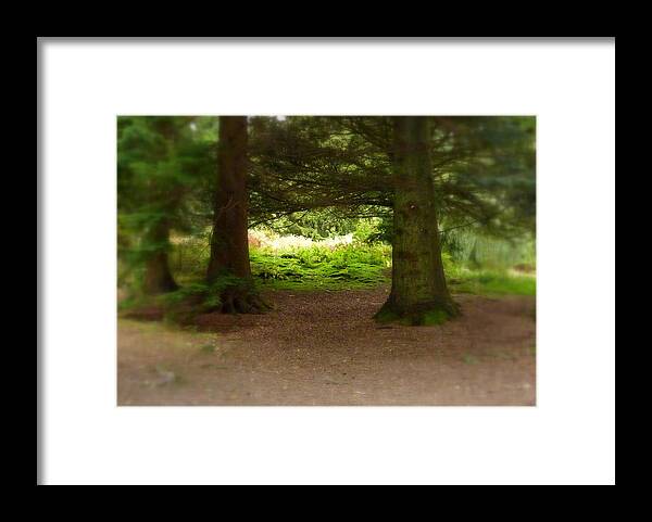 Tree Framed Print featuring the photograph Two trees by Lukasz Ryszka