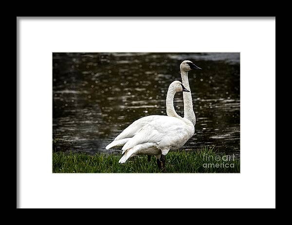 Swan Framed Print featuring the photograph Two Trumpter Swans by Robert Bales