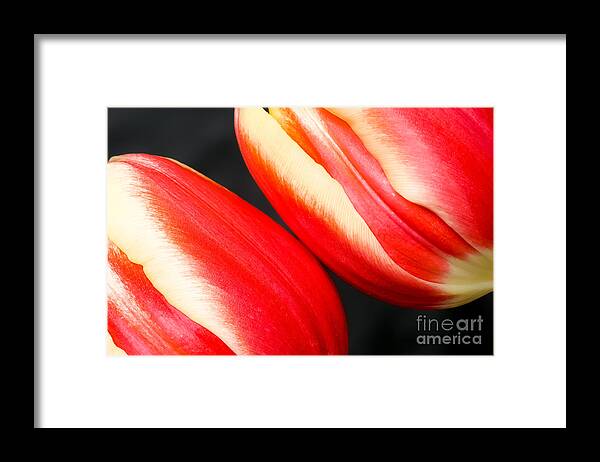 Tulip Framed Print featuring the photograph Two tulips by Colin Rayner