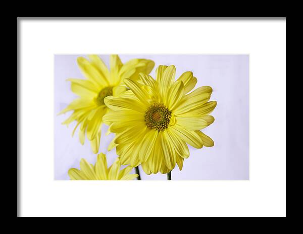 Yellow Framed Print featuring the photograph Two Yellow Daisies by Cheryl Day