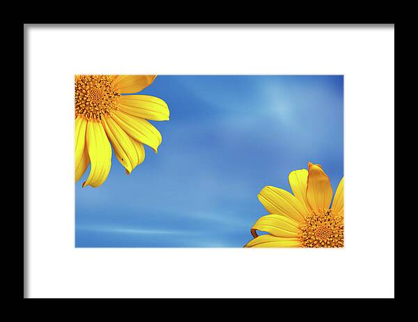 Blossom Framed Print featuring the photograph Two Yellow Flower by Ridwan Photography
