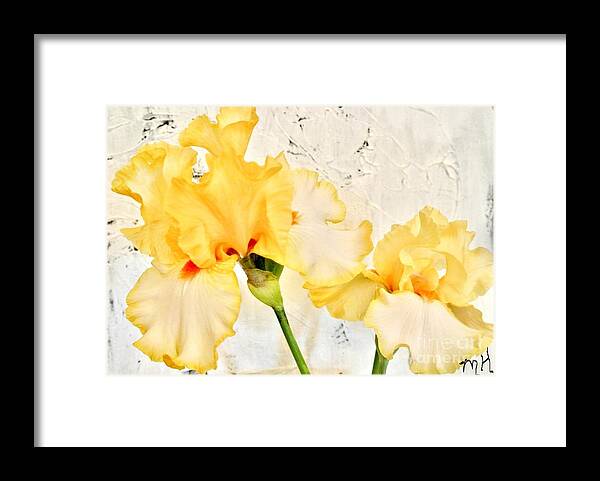 Photo Framed Print featuring the photograph Two Yellow Irises by Marsha Heiken