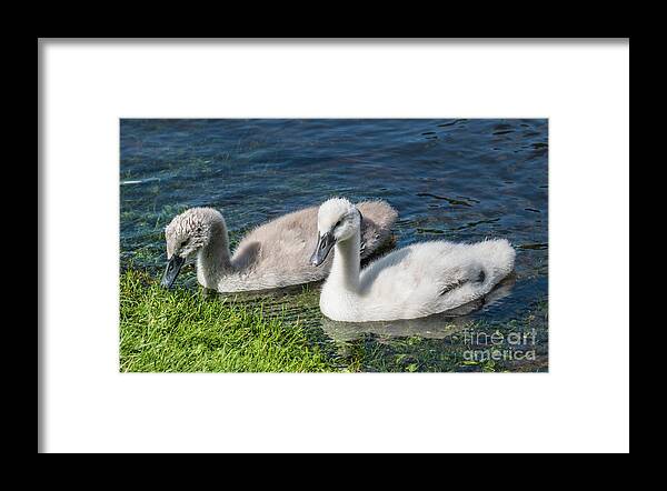 Cygnus Olor Framed Print featuring the photograph Two young cygnets of mute swan swimming in a lake by Amanda Mohler