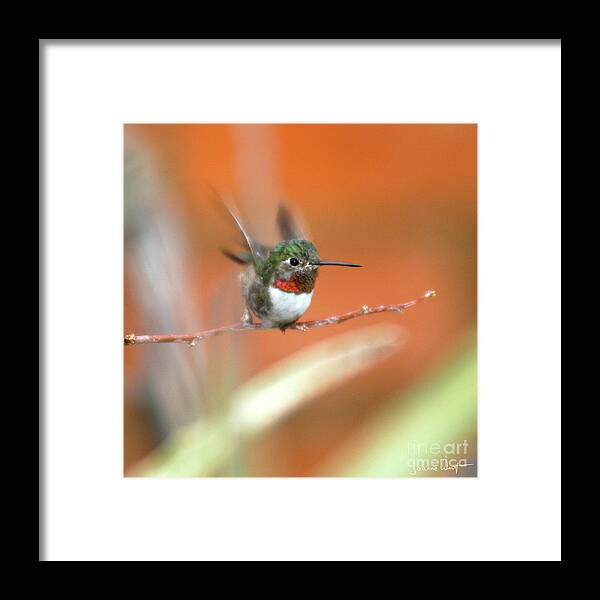 Hummingbird Framed Print featuring the photograph Ucellino Hummingbird by Joanne West