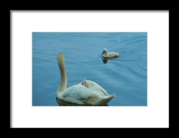 Swans Framed Print featuring the photograph Ugly Ducklings by Chuck Brown