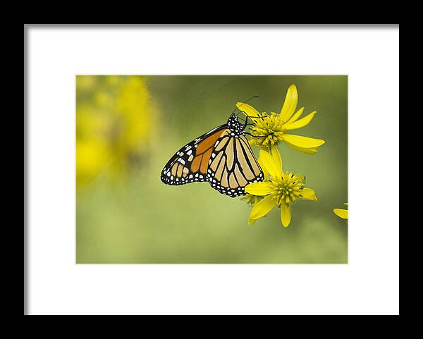 Wildflower Framed Print featuring the photograph Unattached Purity by Elsa Santoro