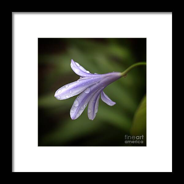 Flower Art Framed Print featuring the photograph Uncomplicated by Ella Kaye Dickey