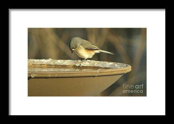Bird Framed Print featuring the photograph Undecided by Barbara S Nickerson