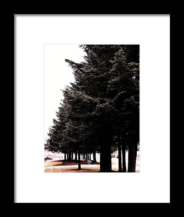 Under The Blue Spruce Framed Print featuring the photograph Under The Blue Spruce by Lori Child