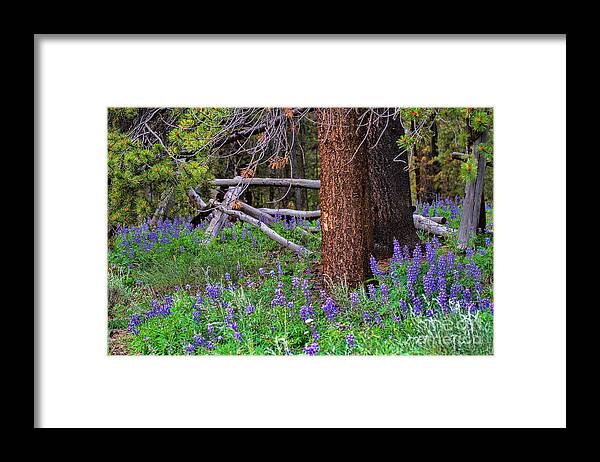 Lupine Framed Print featuring the photograph Under the Ponderosas by Jim Garrison