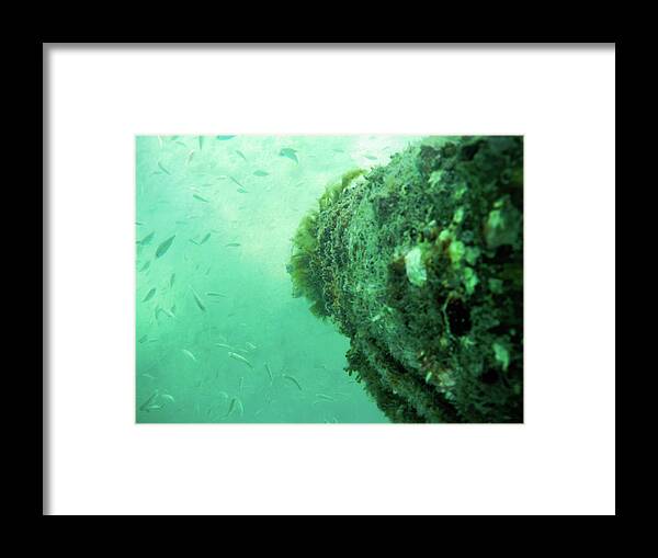 Underwater Framed Print featuring the photograph Under the sea by Bradley Dever