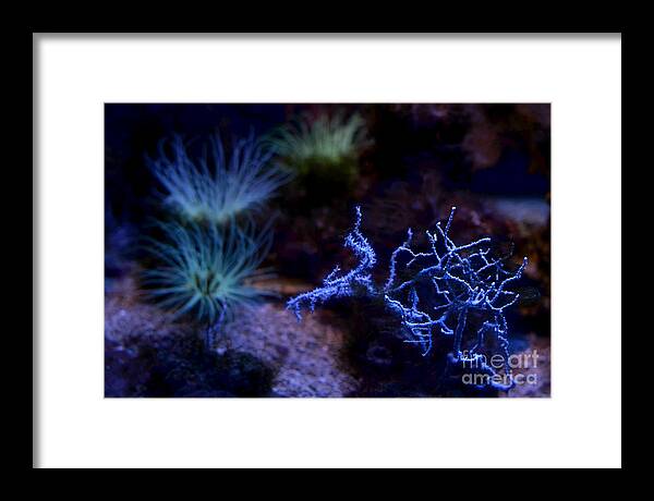 Coral Framed Print featuring the digital art Underwater Landscape by Leo Symon