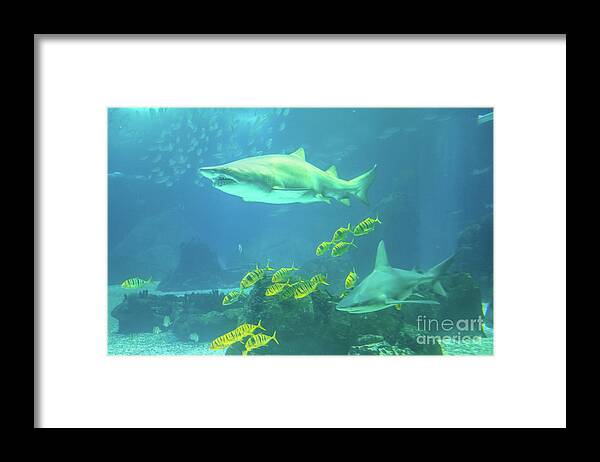 Underwater Framed Print featuring the photograph Underwater shark background by Benny Marty
