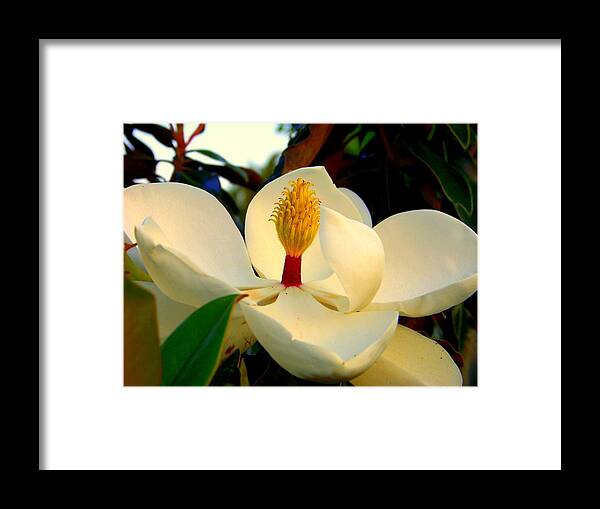 Magnolia Flowers Framed Print featuring the photograph Unfolding Beauty by Karen Wiles