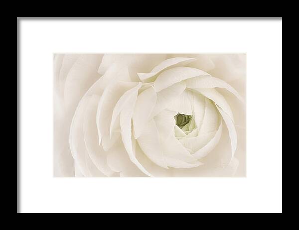 White Flower Framed Print featuring the photograph Unfolding by Jill Love