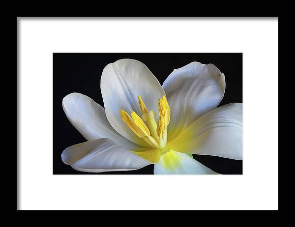 Tulips Framed Print featuring the photograph Unfolding Tulip. by Terence Davis