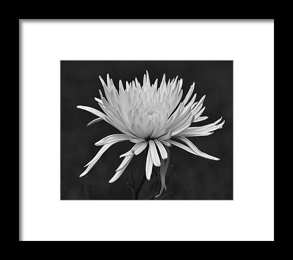  Framed Print featuring the photograph Unforgettable by Carolyn Mickulas
