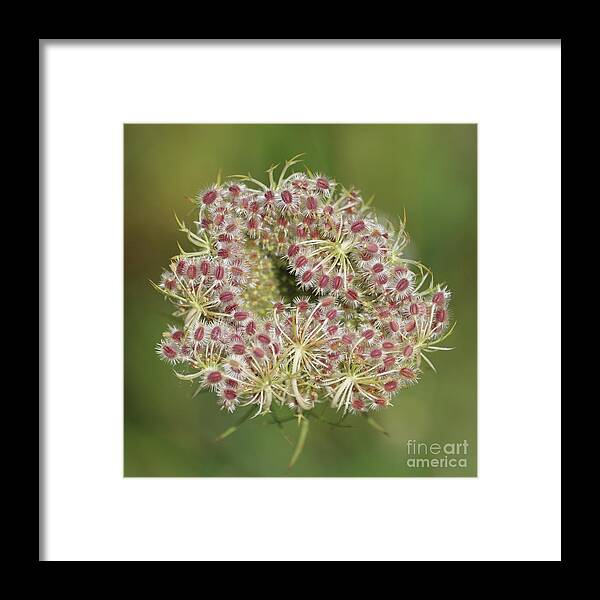 Cow Parsnip Framed Print featuring the photograph Unfurling Nature Macro Square by Carol Groenen