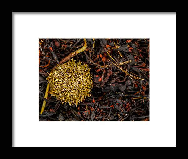 Sea Urchin Framed Print featuring the photograph Uni by Holly Ross