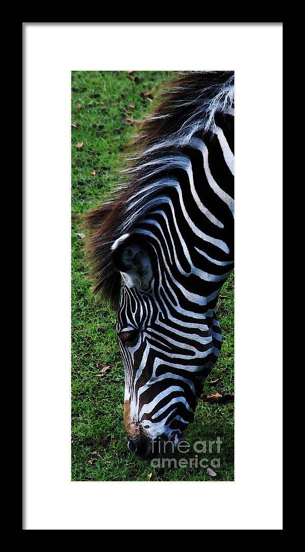 Zebra Framed Print featuring the photograph Uniquely Identifiable by Linda Shafer