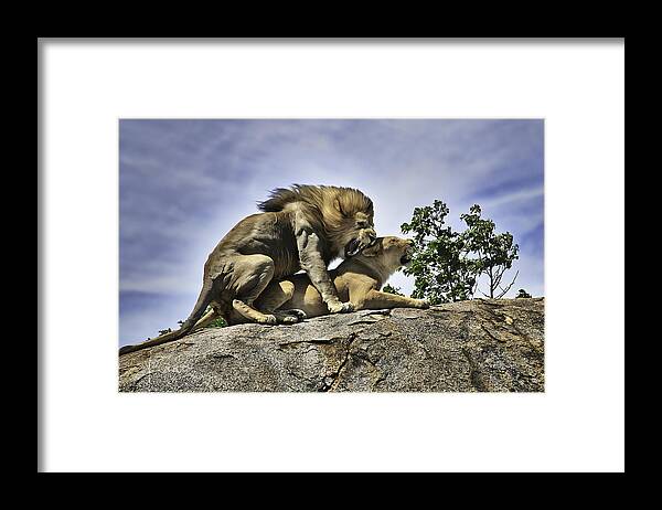 Wildlife Framed Print featuring the photograph Untitled by Arif Rai