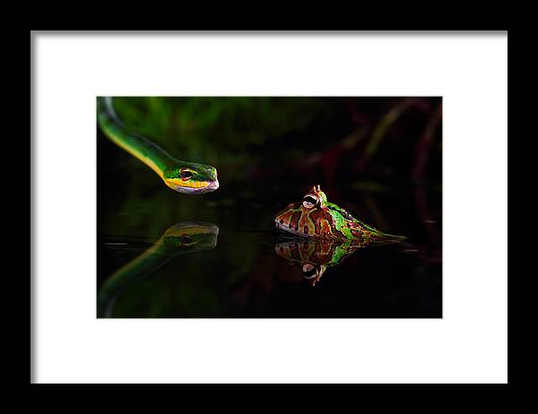 Frog Framed Print featuring the photograph Untitled by Courage