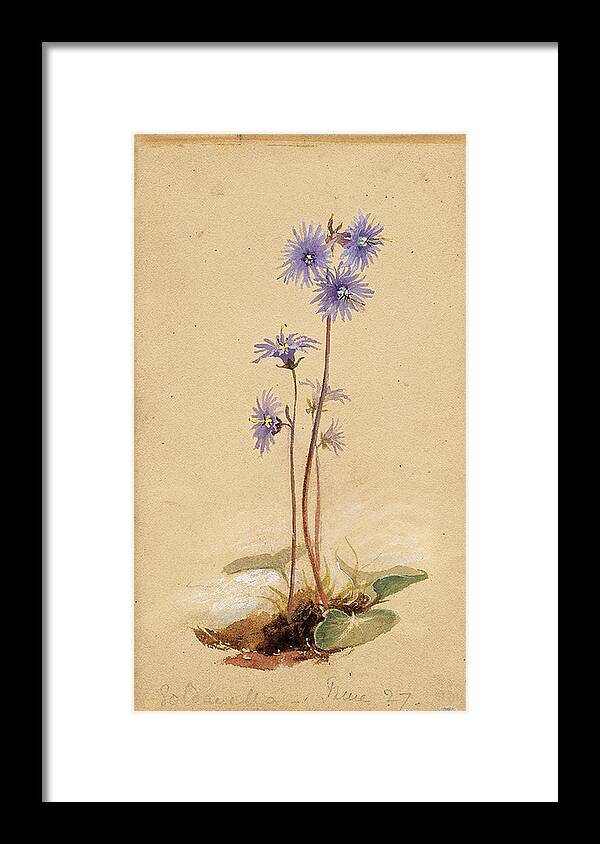 Flower Framed Print featuring the painting Blue Blossoms by Lilias Trotter