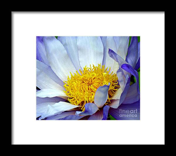 Giant Waterlily Framed Print featuring the photograph Up Close And Personal by Evie Hanlon