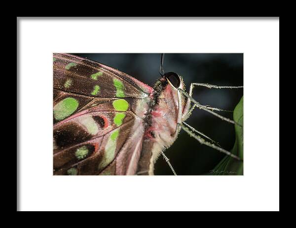Butterfly Framed Print featuring the photograph Up close and personal by Robert Culver