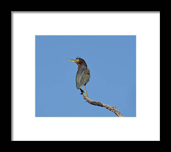 Sky Framed Print featuring the photograph Up In The Air by Carol Bradley