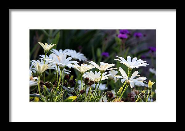 Flowers Framed Print featuring the photograph Up lifting by Yumi Johnson