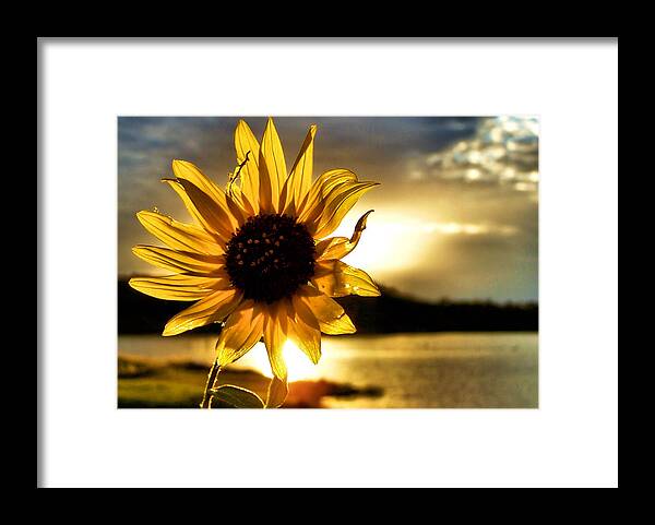Sunflower Framed Print featuring the photograph Up Lit by Karen Scovill