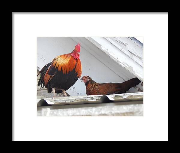Rooster Framed Print featuring the photograph Up On The Roof by Jan Gelders
