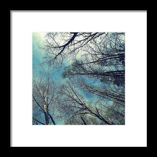 Trees Framed Print featuring the photograph Up by Tammy Schneider