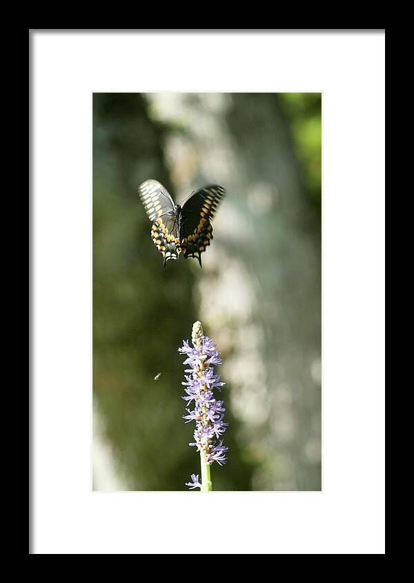 Larva Framed Print featuring the photograph Up Up and AWAY by Jack Norton