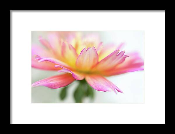 Bloom Framed Print featuring the photograph A stylish presentation of a dahlia. by Usha Peddamatham