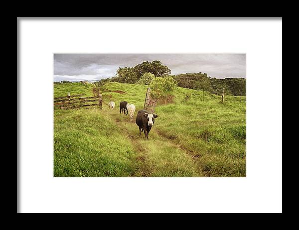 Cows Framed Print featuring the photograph Upcountry Ranch by Susan Rissi Tregoning