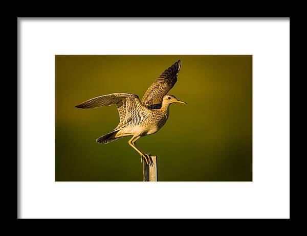 Wildlife Framed Print featuring the photograph Upland Sandpiper on Steel Post by Jeff Phillippi
