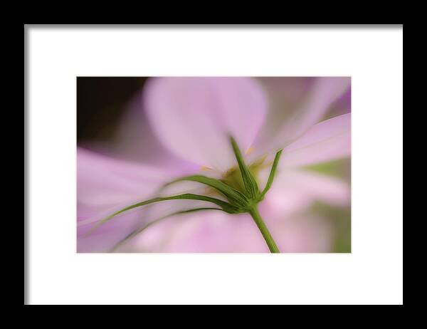 Cosmos Framed Print featuring the photograph Uplifting by Bob Cournoyer