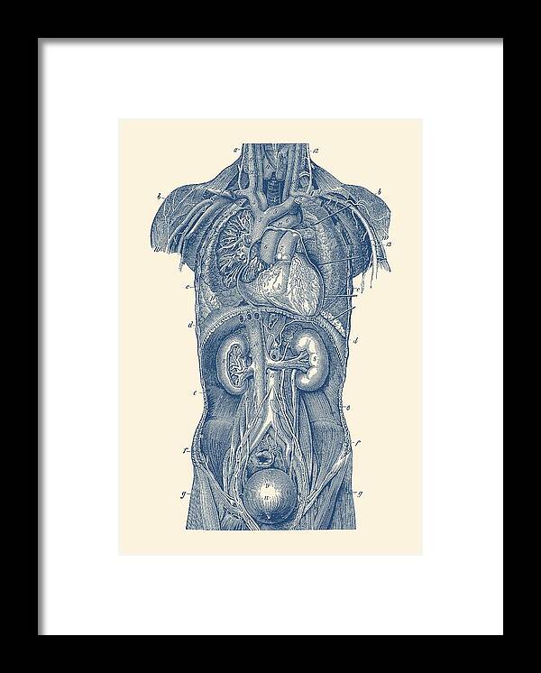 Heart Framed Print featuring the drawing Upper Body Anatomy Diagram by Vintage Anatomy Prints