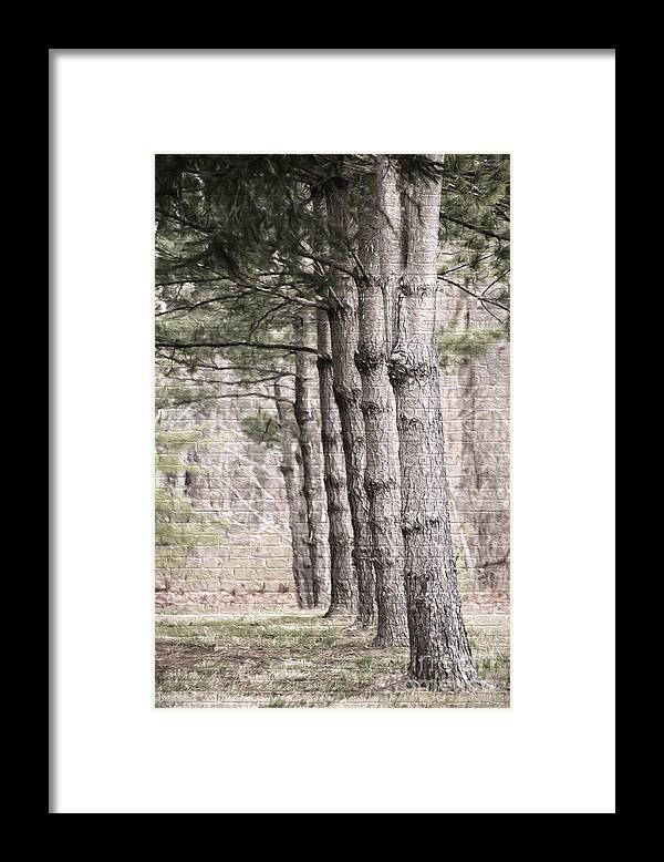 Nature Framed Print featuring the photograph Urban Forestry by Sharon McConnell