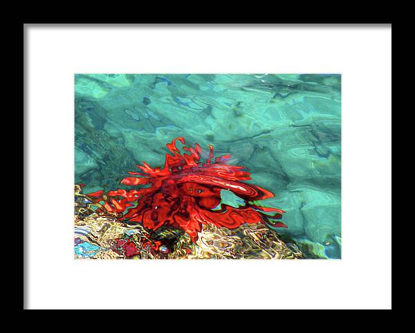 Urchin Framed Print featuring the photograph Urchin Abstract by Ted Keller