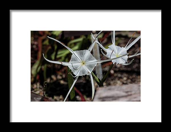 Florida Framed Print featuring the photograph USF Botanical Gardens - Hymenocallis Acutifolia by Ronald Reid