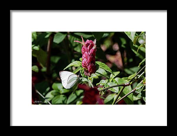 Florida Framed Print featuring the photograph USF Botanical Gardens - Megaskepasma Erythrochlamys Brazilian Red Cloak by Ronald Reid