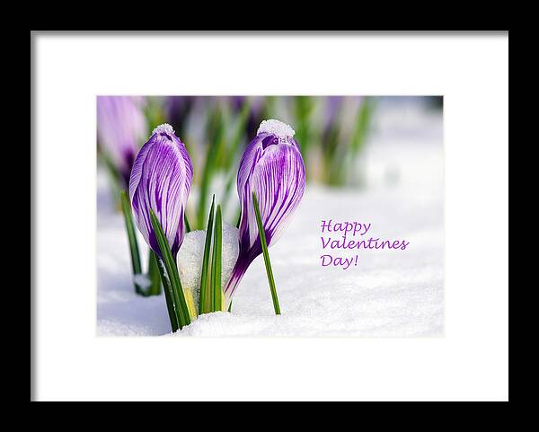 Crocus Framed Print featuring the photograph Valentines Day Crocuses by Sharon Talson