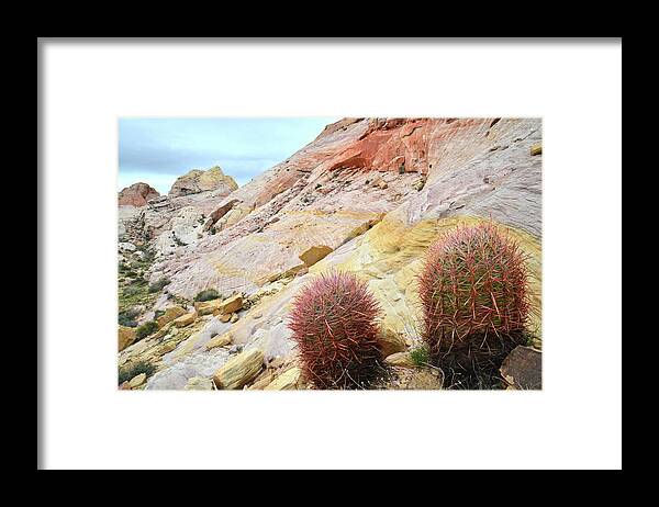 Valley Of Fire State Park Framed Print featuring the photograph Valley of Fire Barrel Cactus by Ray Mathis
