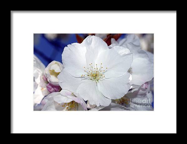 Terry Elniski Photography Framed Print featuring the photograph Vancouver 2017 Spring Time Cherry Blossoms - 2 by Terry Elniski