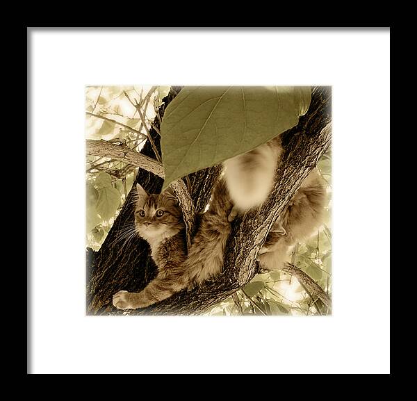 Cat Framed Print featuring the photograph Vantage Point by ShaddowCat Arts - Sherry